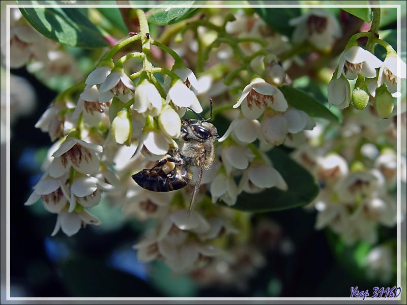 Fleur indéterminée et son abeille - Camps Bay - Cape Town - Afrique du Sud