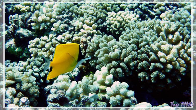 Poisson-pincette jaune ou Chelmon à long bec, Longnose butterflyfish (Forcipiger flavissimus) - Tumakohua (passe sud) - Atoll de Fakarava - Tuamotu - Polynésie française