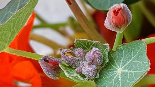 ANNE .L : Ses Fleurs