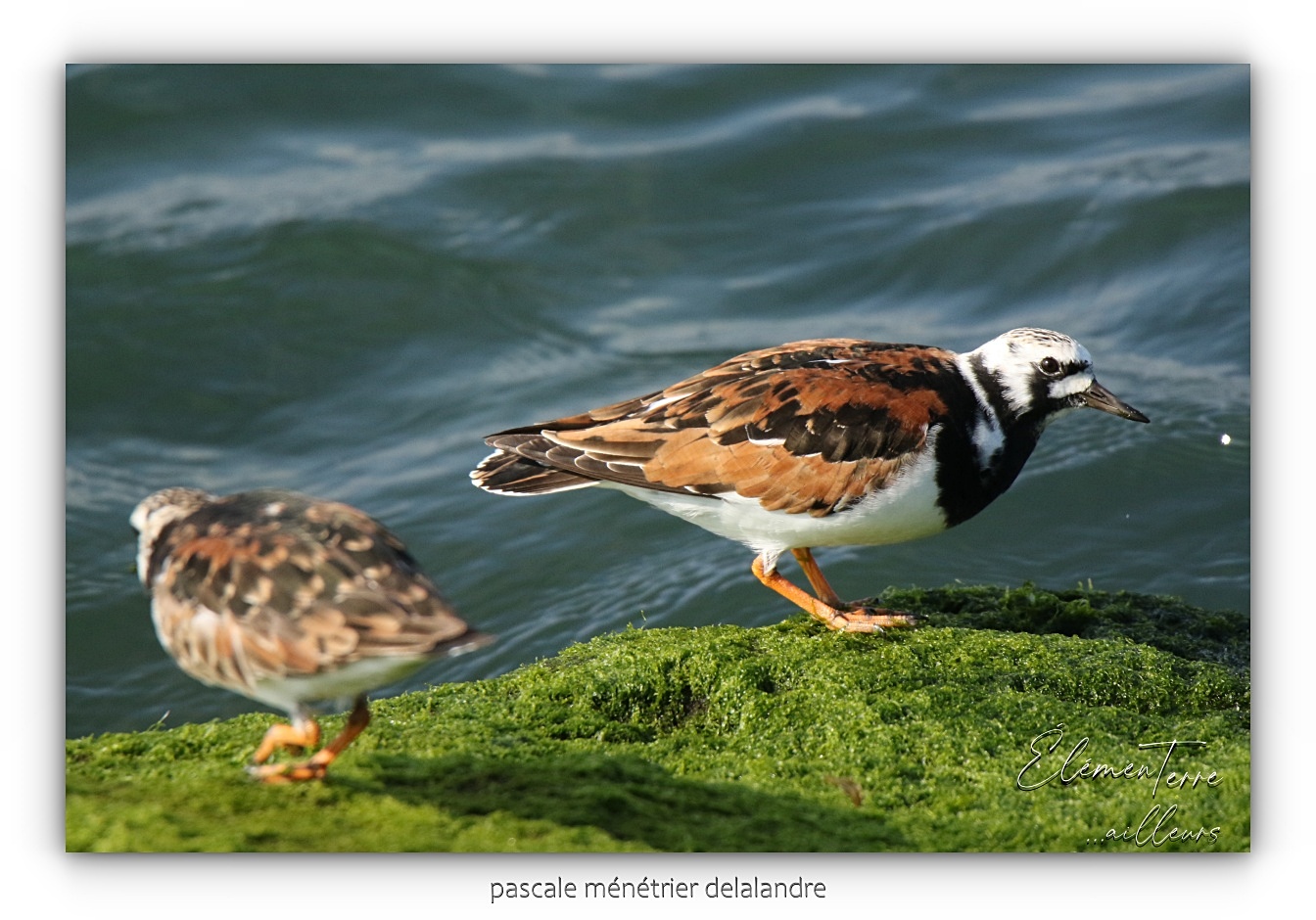Tournepierres à collier ♂ et ♀