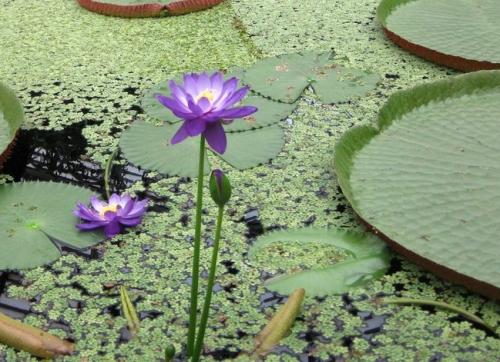 Fleurs cultivées : Nénuphar