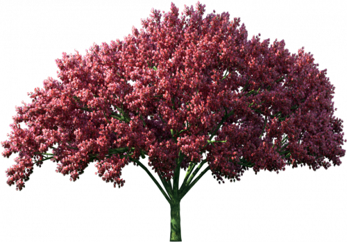 arbres PNG