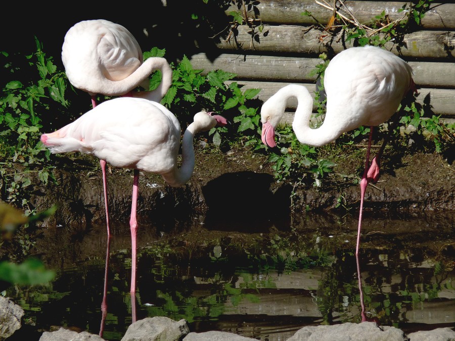 Le Zanimaux du Zoo d'Amiens 