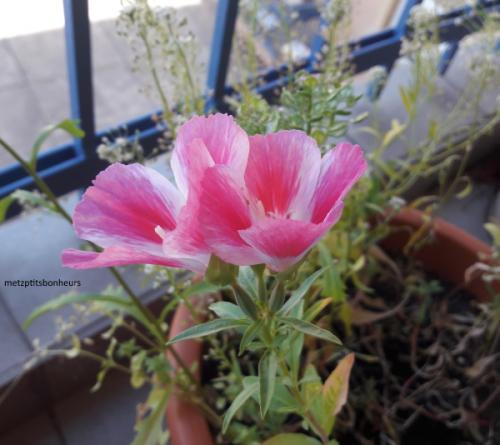 ...des "insolites" de juillet, ça vous dit?