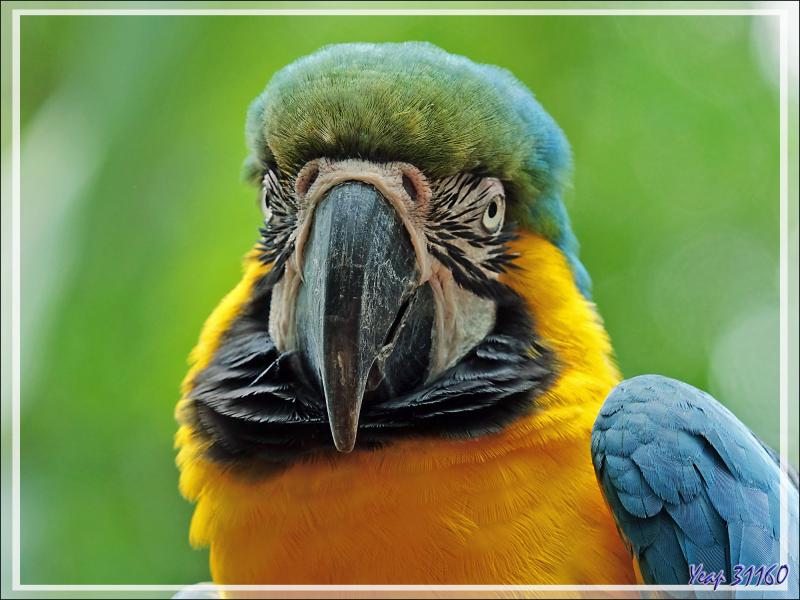 Ara bleu et or, Blue-and-yellow Macaw (Ara ararauna) - Parque das Aves - Foz do Iguaçu - Brésil