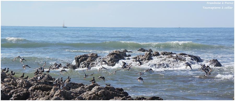 Tournepierre à collier à Noirmoutier - 2014 