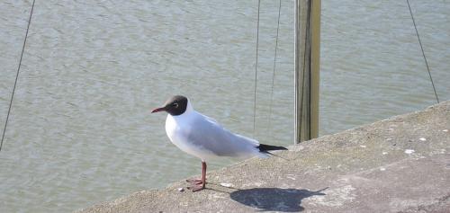 Pornic les mouettes