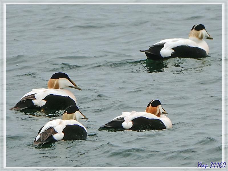 06/06/2023 : rapide tour sur la pointe nord-est de la Péninsule de Reykjaneseiders - Islande