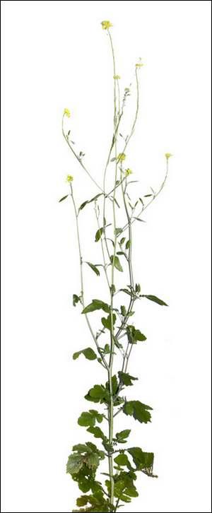 Vertus médicinales des plantes sauvages : Moutarde noire