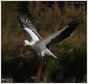 Cigogne blanche - Ciconia ciconia - White Stork