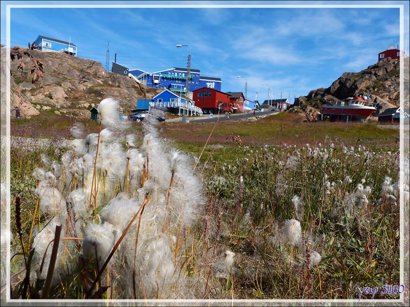 Linaigrettes - Sisimiut - Groenland