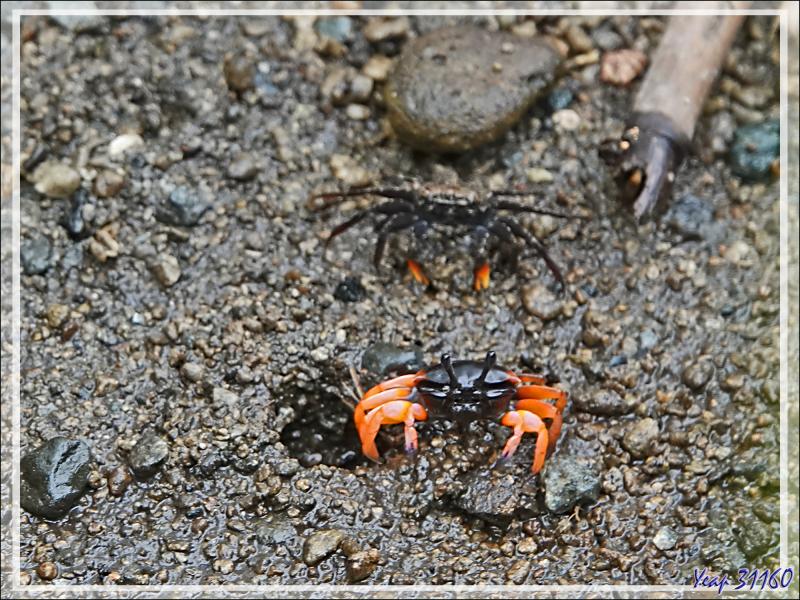 Un peu de botanique au retour des sources chaudes de Dei-Dei - Fergusson Island - Papouasie Nouvelle-Guinée (Papua New-Guinea)