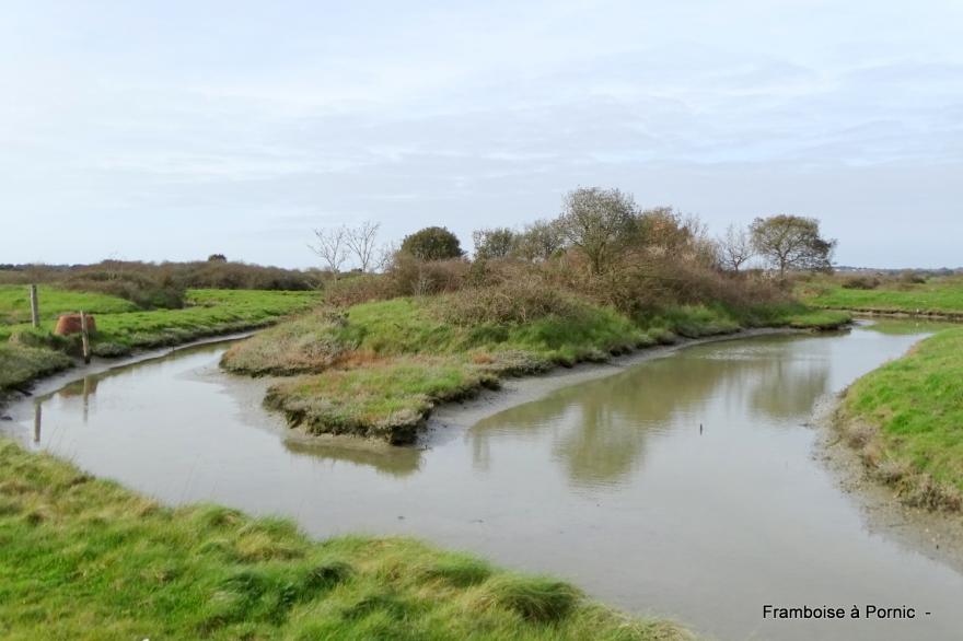 oiseaux Marais de Millac - Bourgneuf en retz - 44 -
