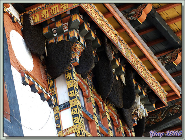 Blog de images-du-pays-des-ours : Images du Pays des Ours (et d'ailleurs ...), Accès au Dzong difficile pour un allergique aux abeilles que je suis - Punakha - Bhoutan