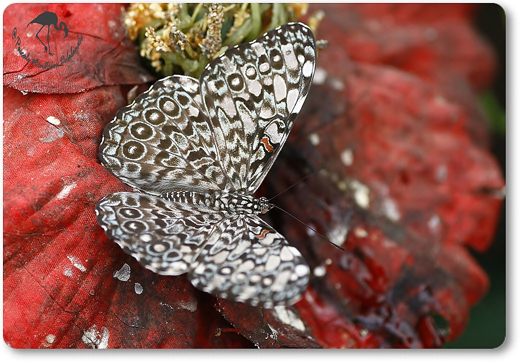 Hamadryas februa -  Nymphalidae - Costa Rica