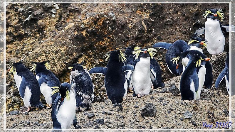 Les Gorfous de Moseley de Pequena Point - Nightingale Island - Tristan da Cunha