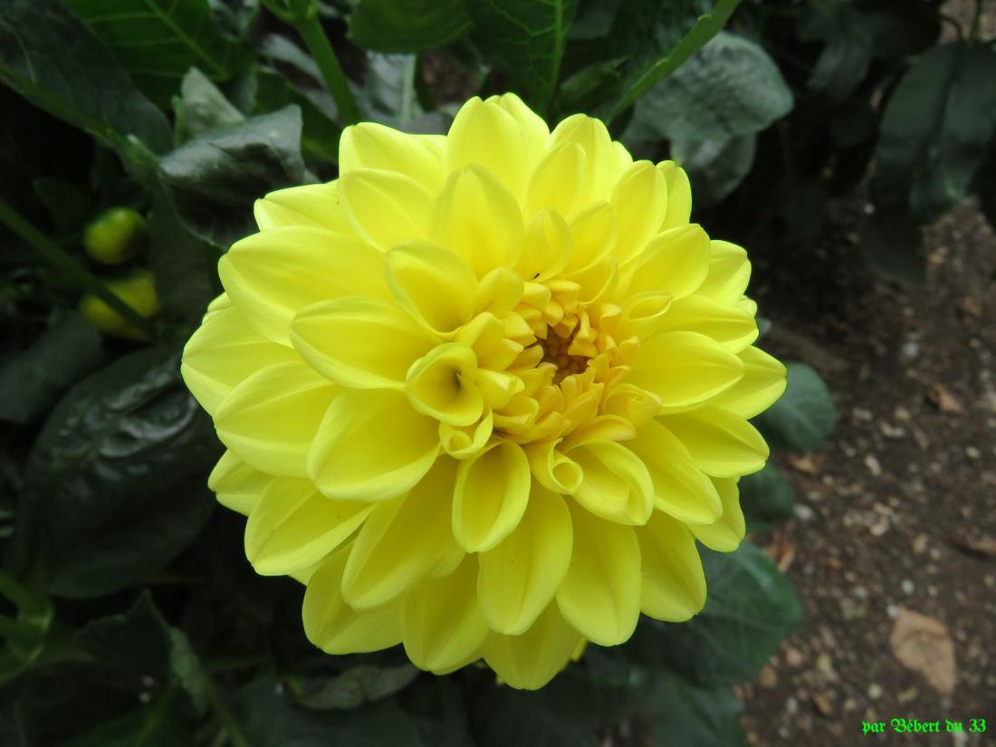des fleurs de dahlias 