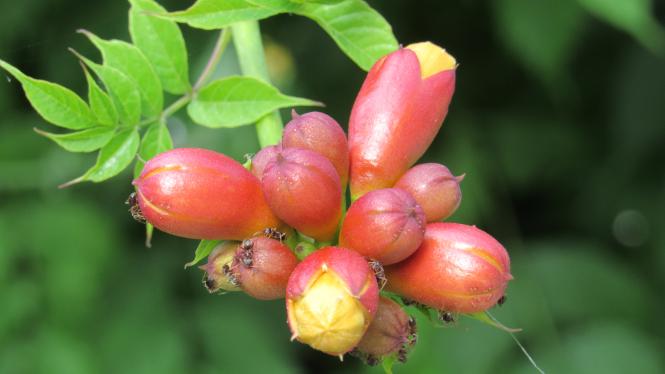 La beauté infiniment précieuse et fragile de l’Amour. (6)