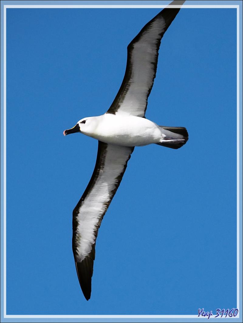 Albatros à nez jaune, Atlantic Yellow-nosed Albatross (Thalassarche chlororhynchos) - Tristan da Cunha