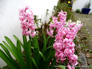 Le printemps au jardin - 2022 - Jacinthe