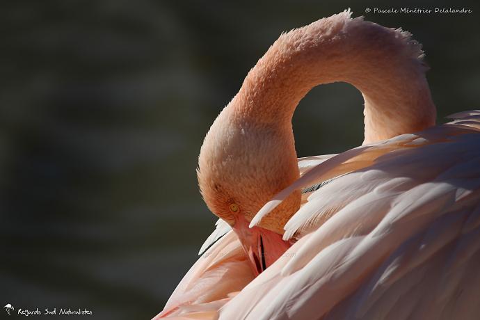 Flamant rose