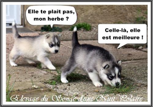Portée de Lakmé (23 mars 2021)
