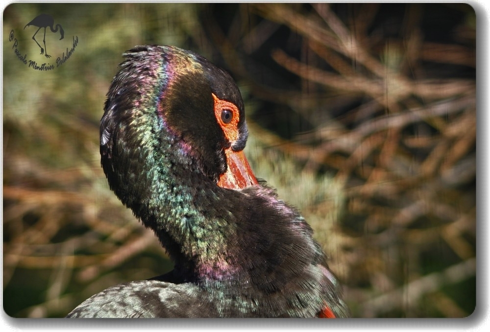 Portraits de Cigogne noire...