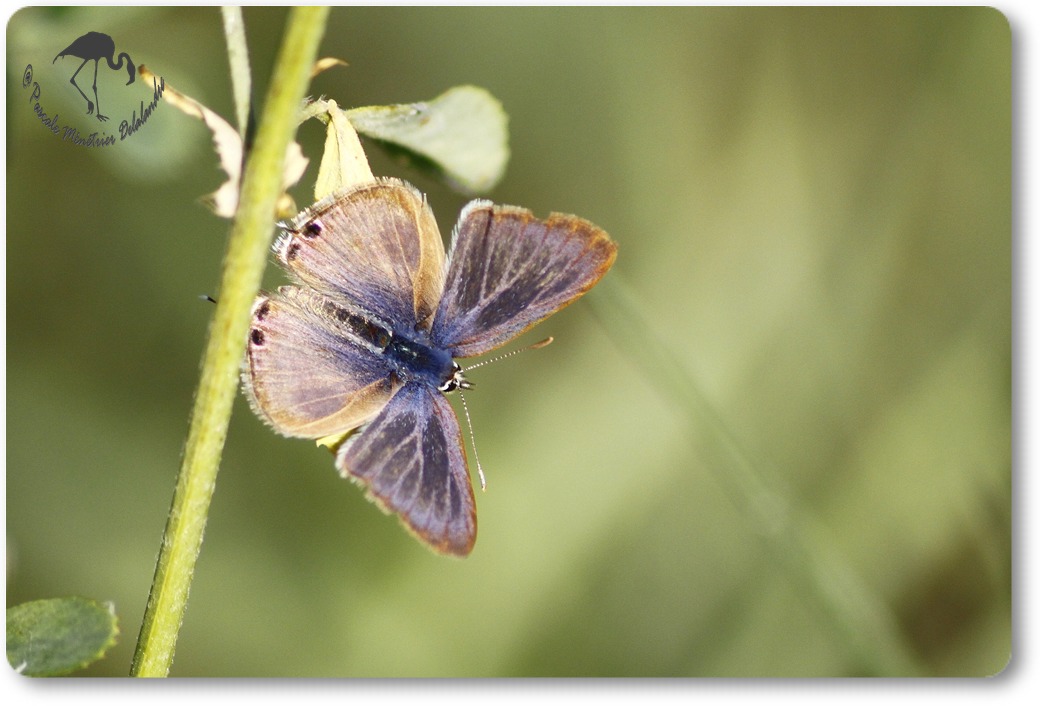 Papillon non identifié...