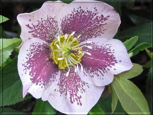 les hellebores ou rose de Noël