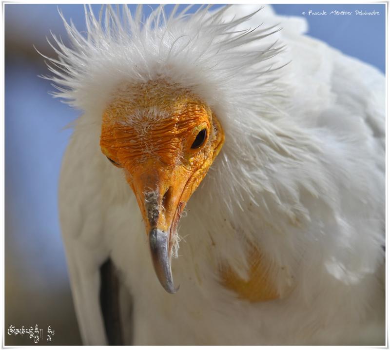 Vautour percnoptère