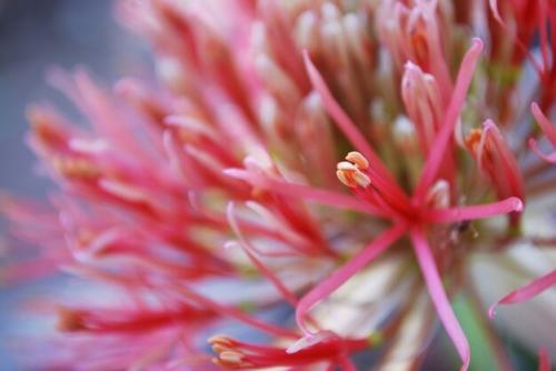 Fleurs cultivées : Scadoxus