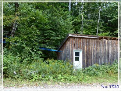 Installation de récupération d'eau d'érable dans une érablière - Petit Lac Preston - Duhamel - Outaouais - Québec - Canada