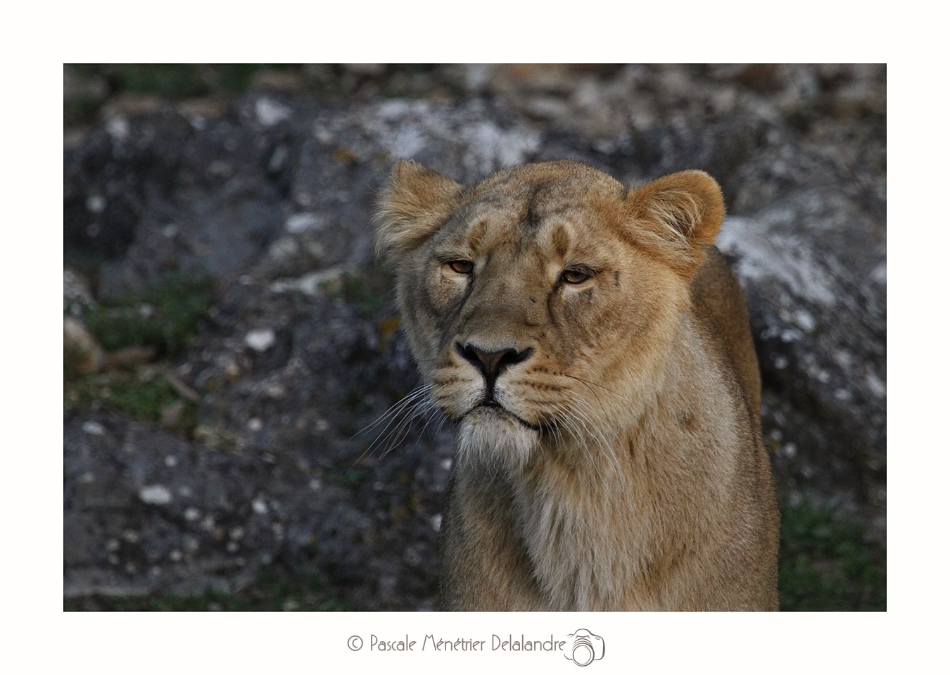 Lionne d'Asie (Panthera leo persica ou Panthera leo sinhaleyus)