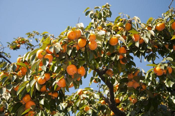 Fruits du mois de Novembre