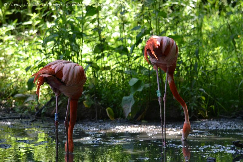 La Ménagerie du Jardin des Plantes : Le Flamant rouge