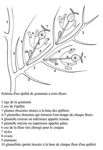 Glossaire à l'usage des graminées/poaceae