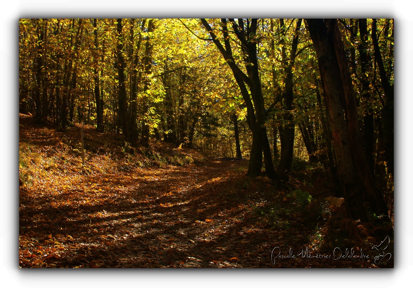 Au coeur des couleurs de l'Automne