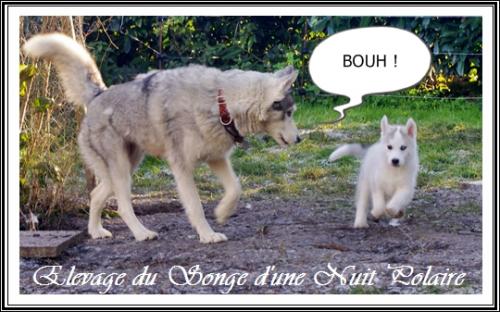 Photo Husky 10