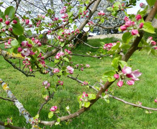 harmonie au jardin :