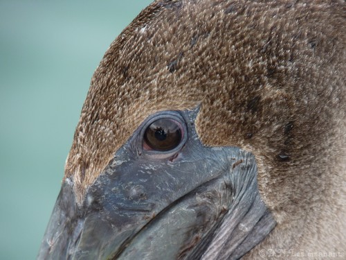 comment voit votre chien ou votre chat ?