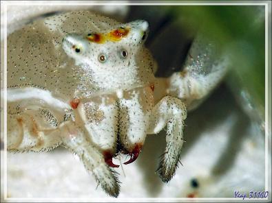 Araignée crabe Thomise enflée (Thomisus onustus) - Originaire de La Couarde - Île de Ré - 17