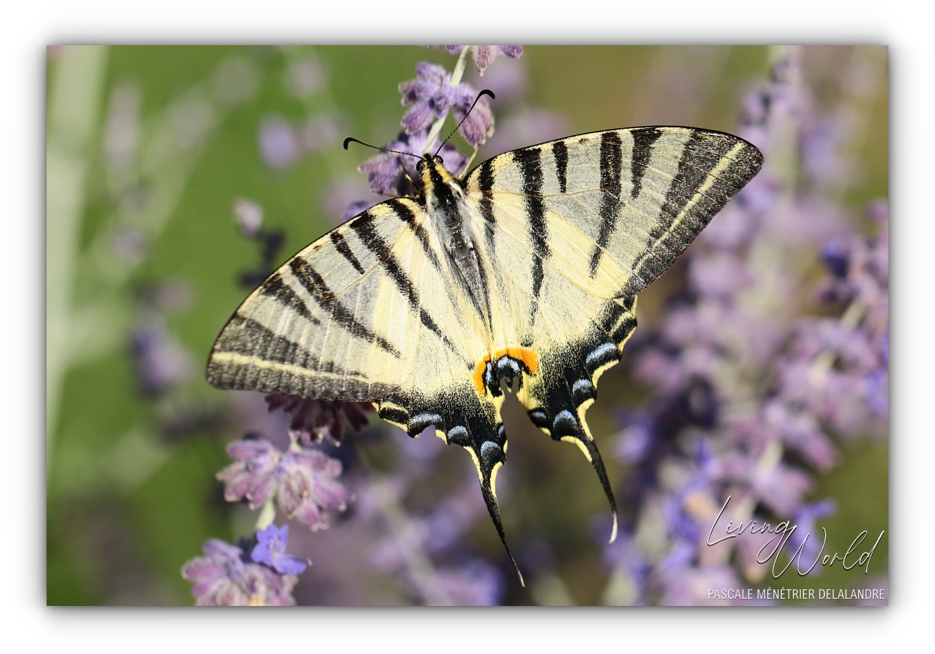 Quelques Papillons... (autres familles)