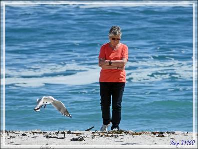 La belle et les mouettes de Hartlaub - Camps Bay - Cape Town - Afrique 