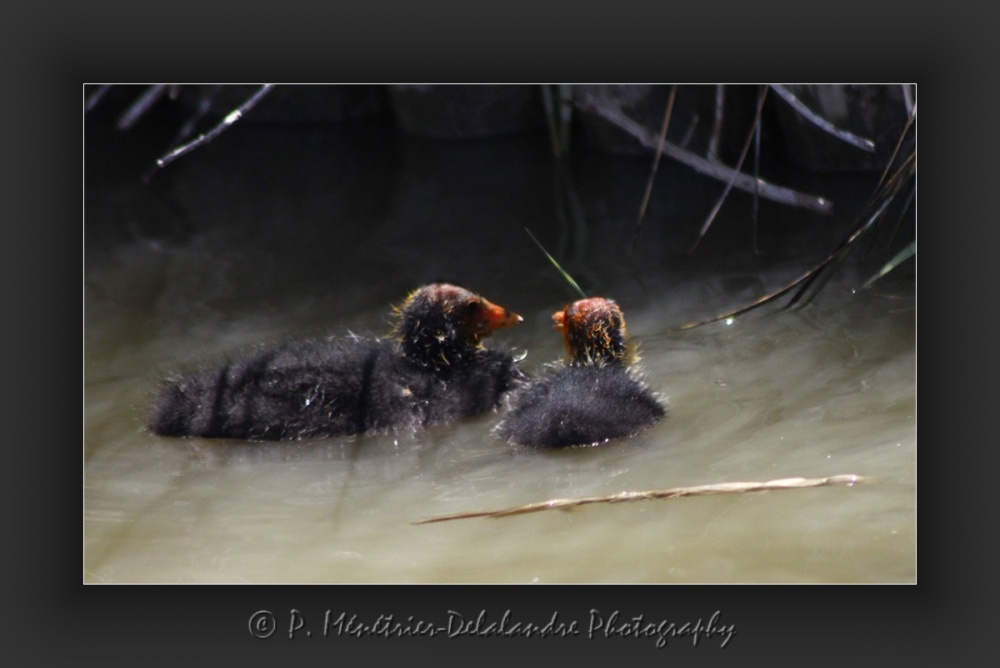 Foulques macroules en famille...