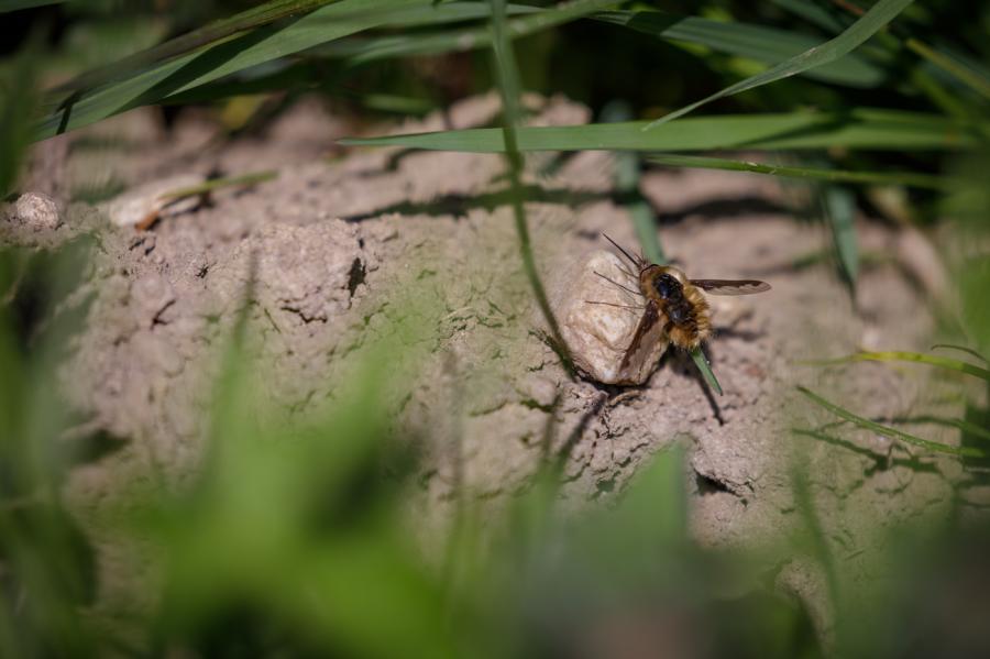 Bombyle