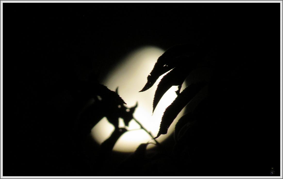 JUSTE UN PETIT COUP DE LUNE
