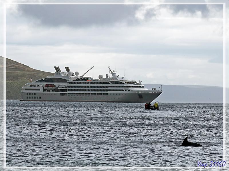 Juste avant d'embarquer sur le Zodiac, quelques Dauphins de Peale (Lagenorhynchus australis) ont montré le bout de leur nez - New Island - Falkland (Malvinas, Malouines) - Grande-Bretagne