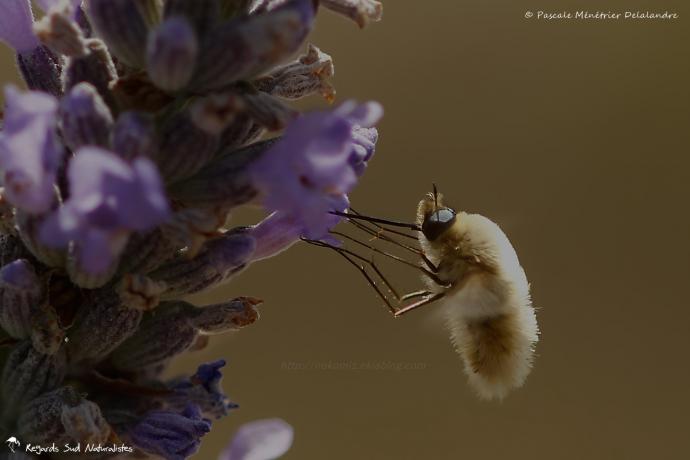 Bombyle minor