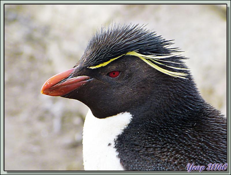 La beauté du Gorfou sauteur (Eudyptes chrysocome) - Saunders Island - Falkland Islands, Iles Malouines, Islas Malvinas