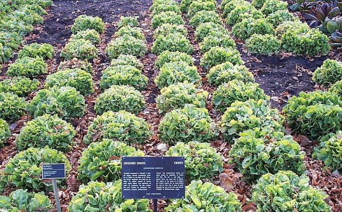 Légumes du mois d'Octobre